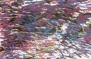 Trout Pond 1